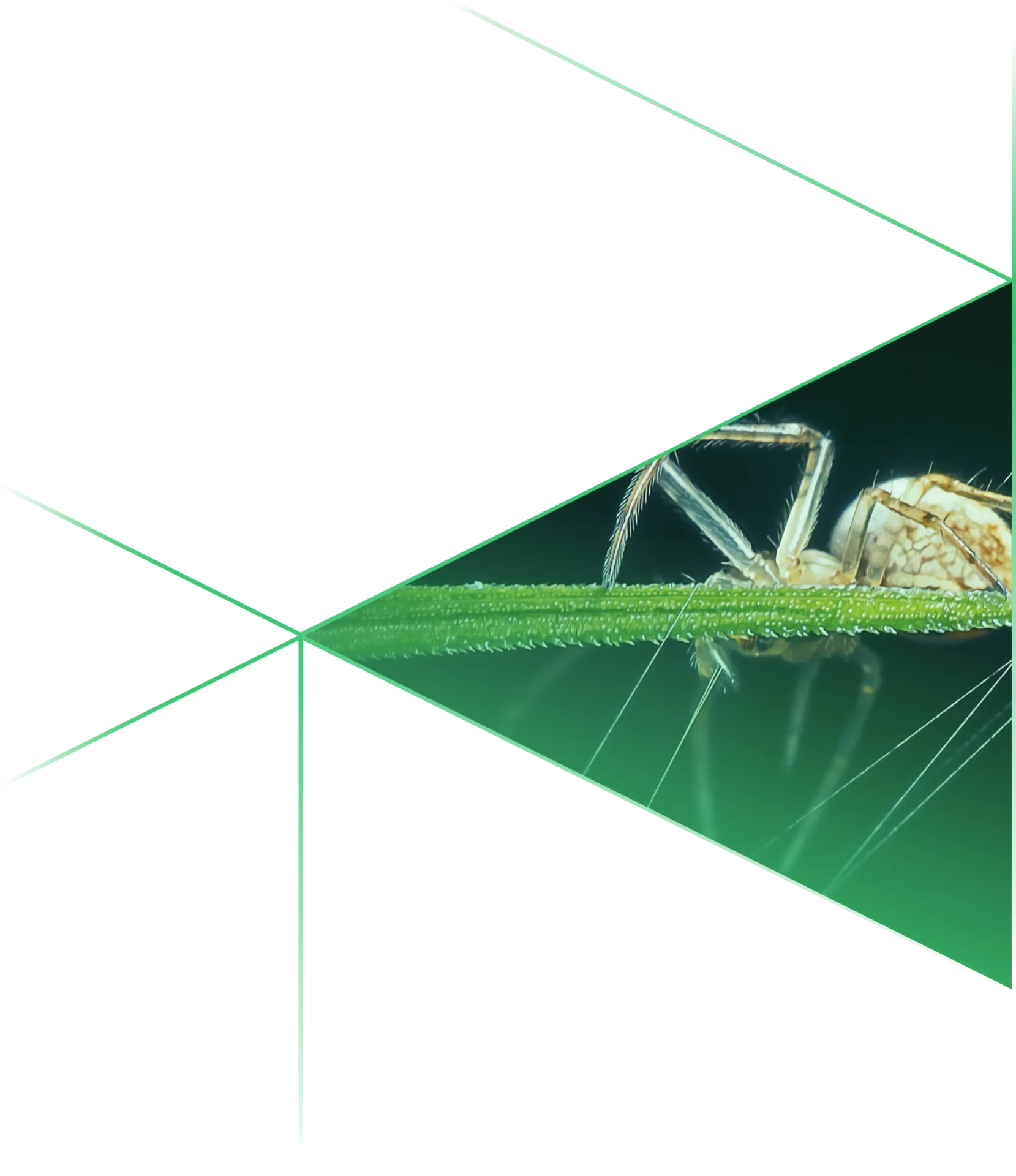 Mobile hero spider